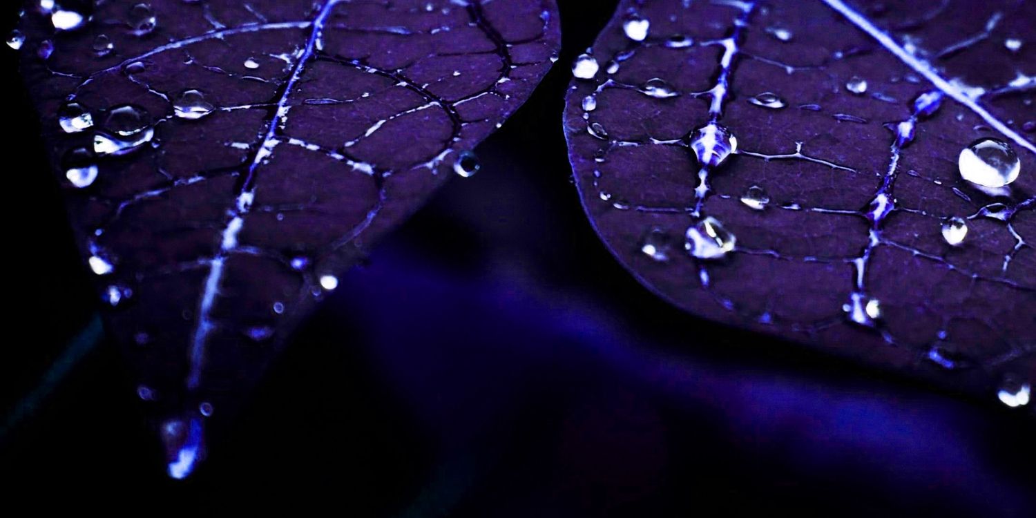 calalex0104's profile banner image
