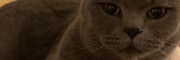 cheesecakeEMILY's profile banner image