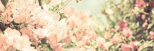 Biih_Steff's profile banner image