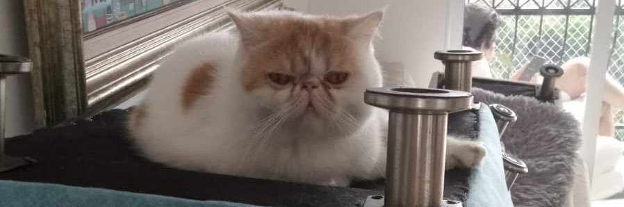 mago777779's profile banner image