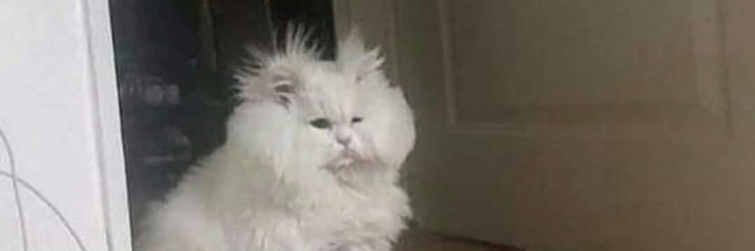 partybiscuito's profile banner image