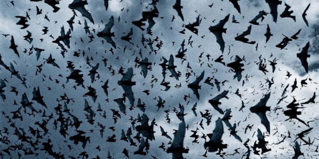 blindbat's profile banner image