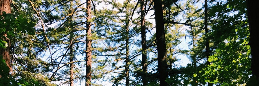 sadey_koch's profile banner image