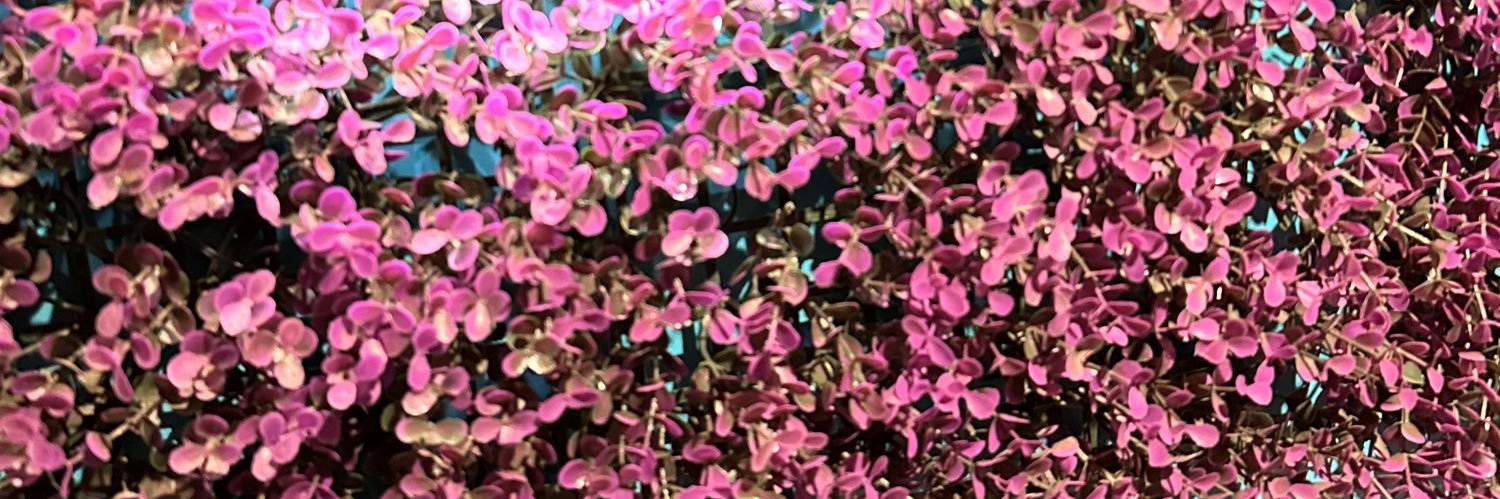 LauRaRamirez_17's profile banner image