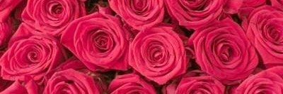 __RoyaltyRose__'s profile banner image