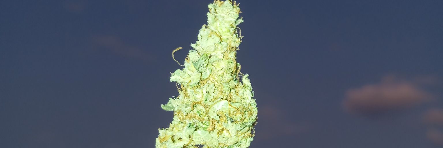 ilike_weed's profile banner image