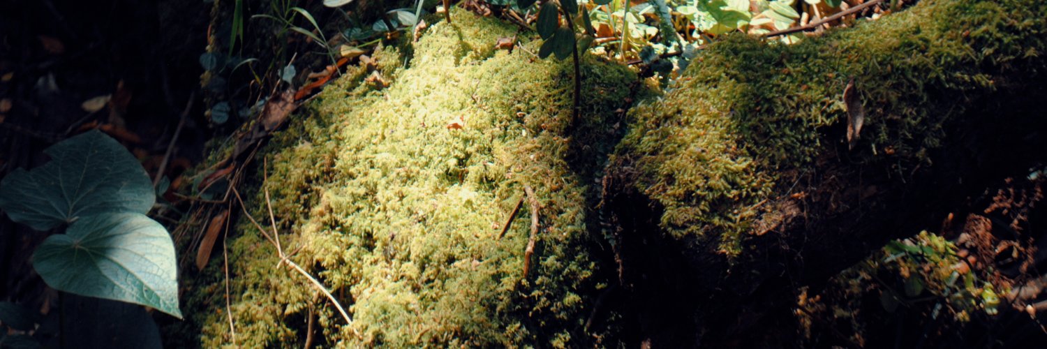 haleczanderw's profile banner image