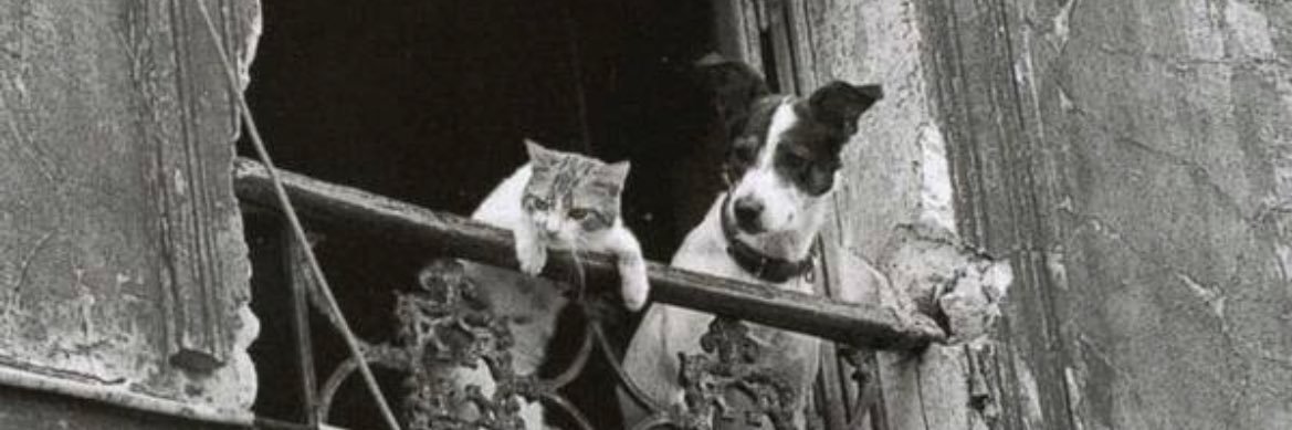 aud_mir's profile banner image