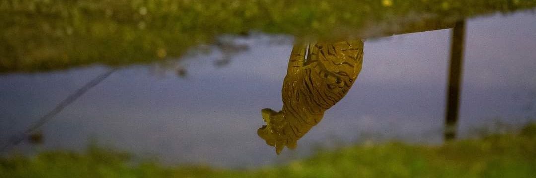 shauna carroll banner