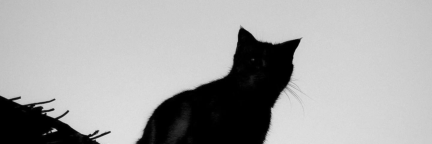nichapawch's profile banner image