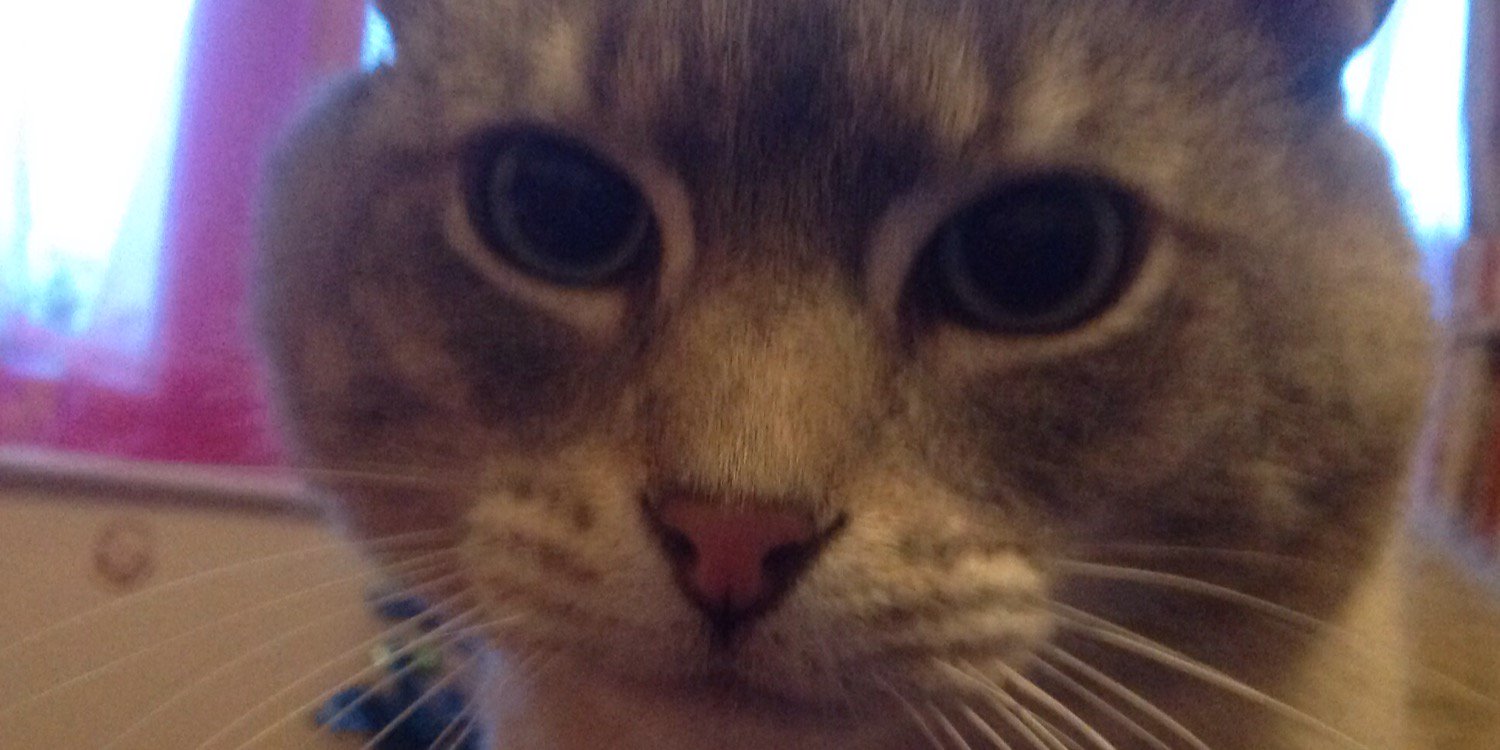 zorbcat's profile banner image