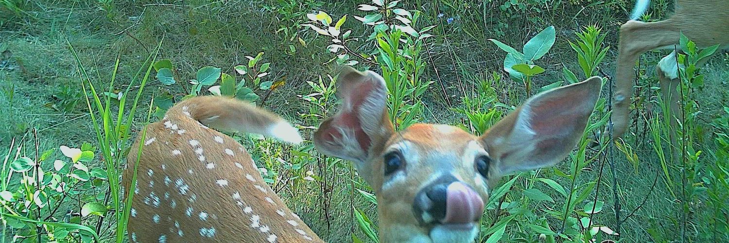 martirio 🦎 banner