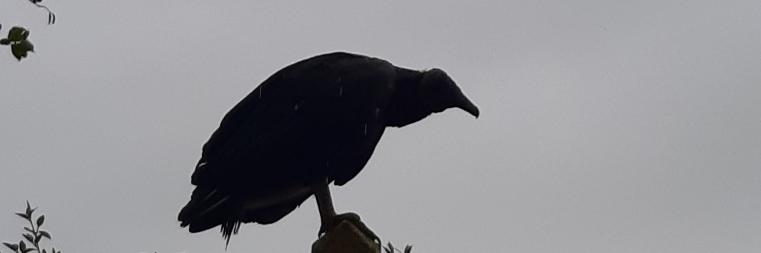 Diego Burbano banner