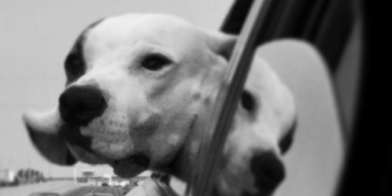 GiddyCroissant's profile banner image