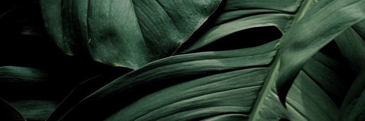 Alfonsupparo's profile banner image