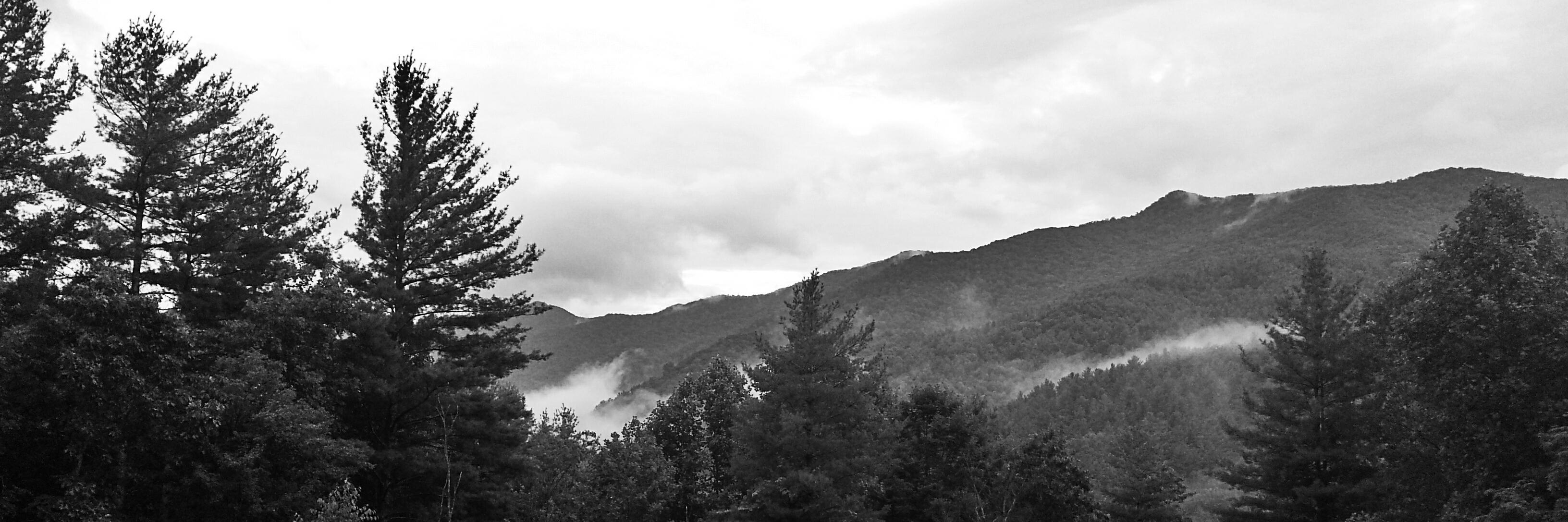 wncwildlife's profile banner image
