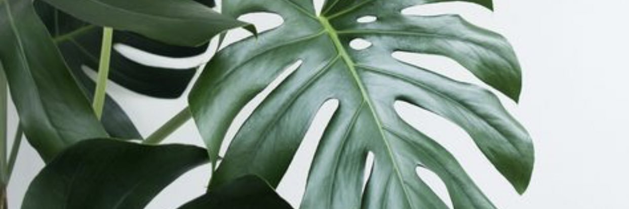 ImNot_Stressin's profile banner image