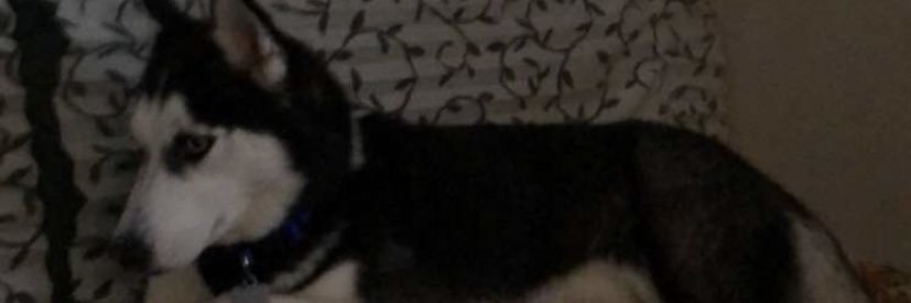 DylanDoman's profile banner image