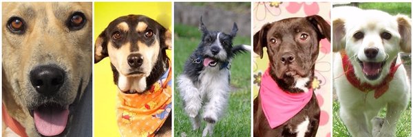 ProyectoSixPack Profile Banner