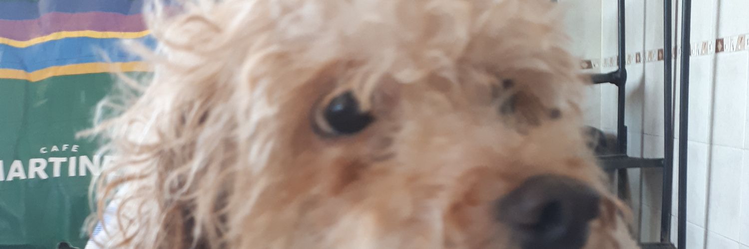 maignoto's profile banner image