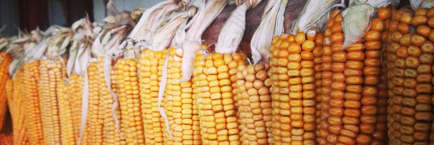 Dominic Grundy banner