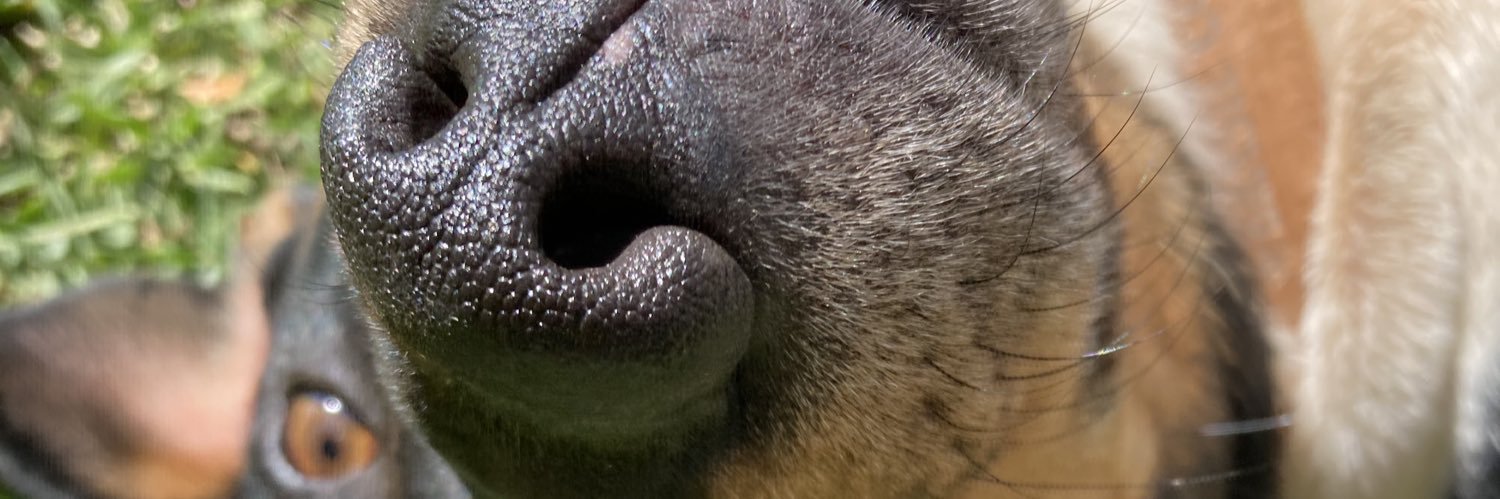 Pâmela ⊬ banner