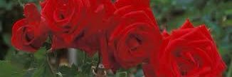 ShamaliAljuf's profile banner image