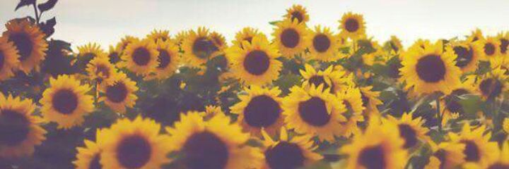 senna_lorrane's profile banner image