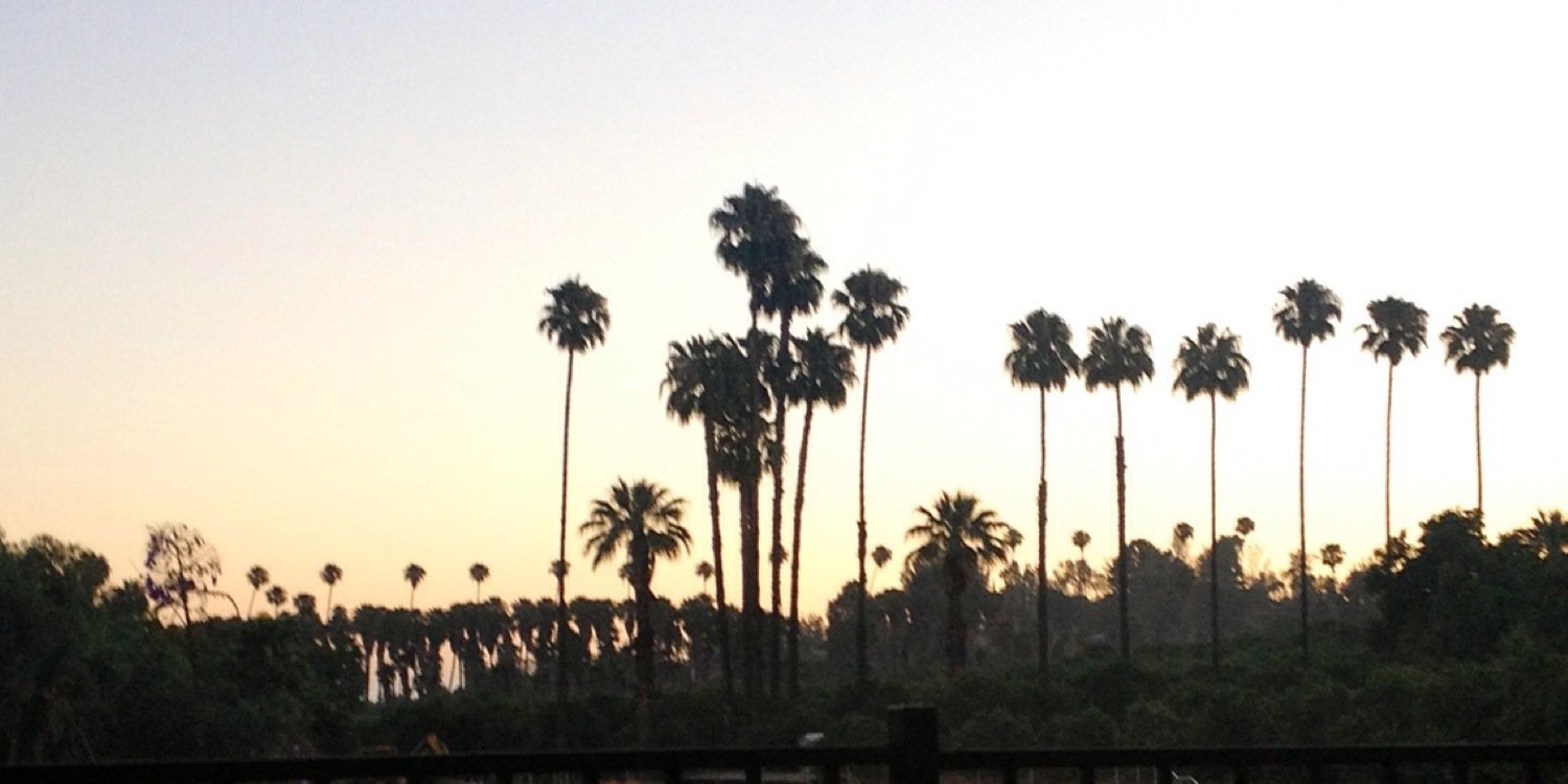 Dr. Rachel Elizabeth Weißler banner