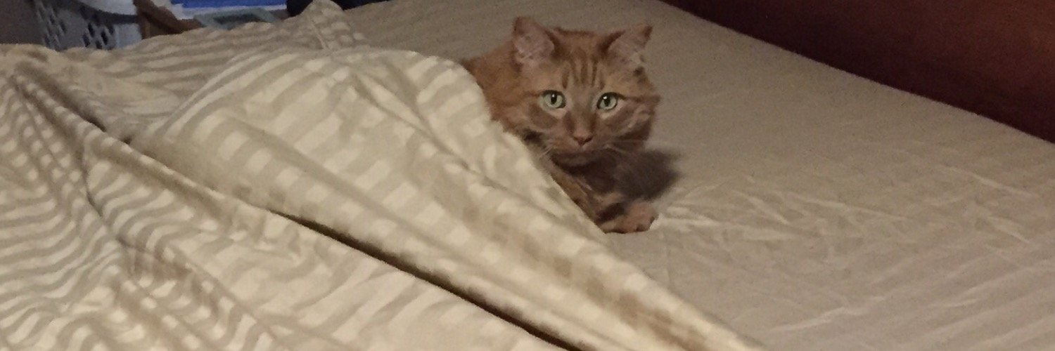 MiloMan_the_cat's profile banner image