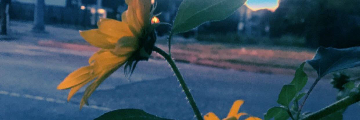 CathiannaRose's profile banner image
