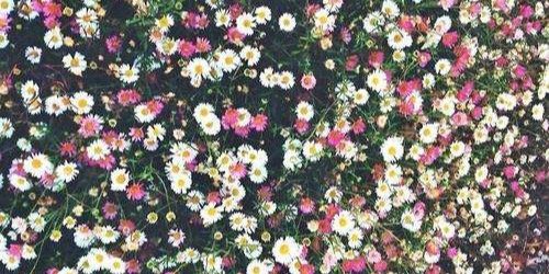 beth banner