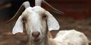 goat_slut's profile banner image
