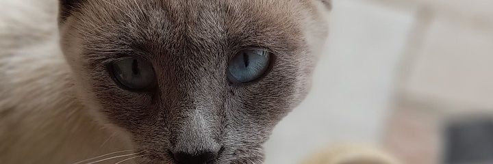 ClaudiaMosaka's profile banner image