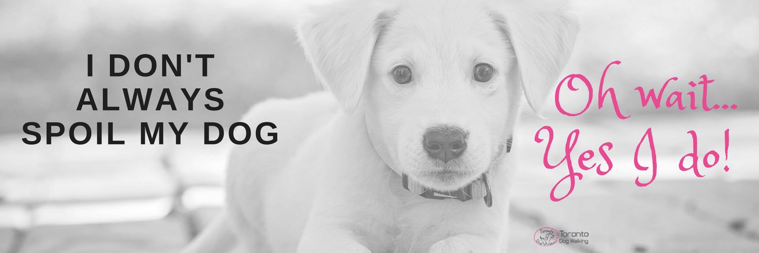 DogToronto's profile banner image