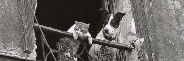 calicojac's profile banner image