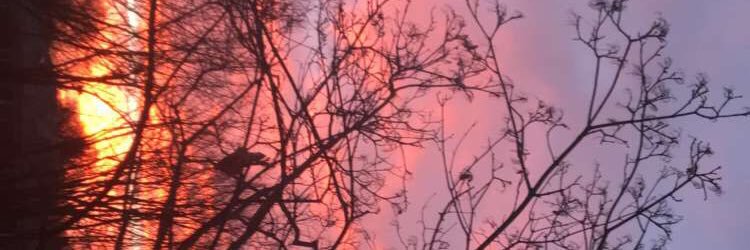 phoenix__wolf__'s profile banner image