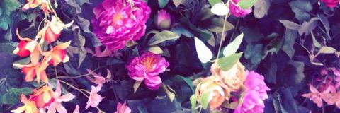 ぬこ banner
