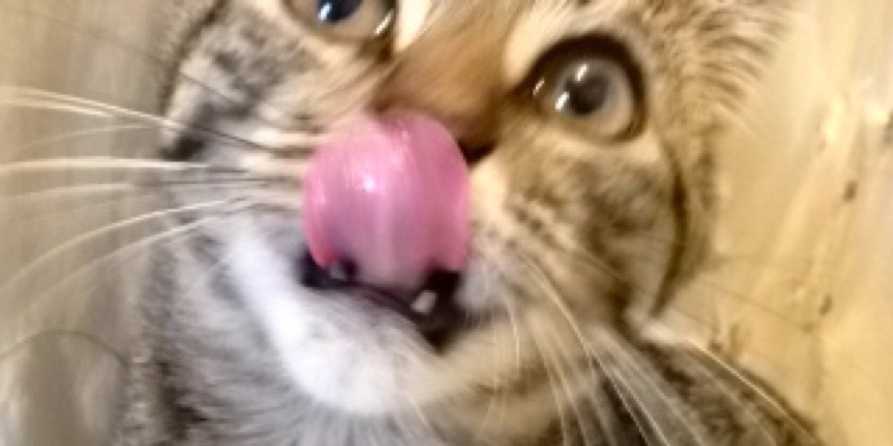 delectable_des's profile banner image
