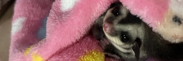 littlelert Profile Banner