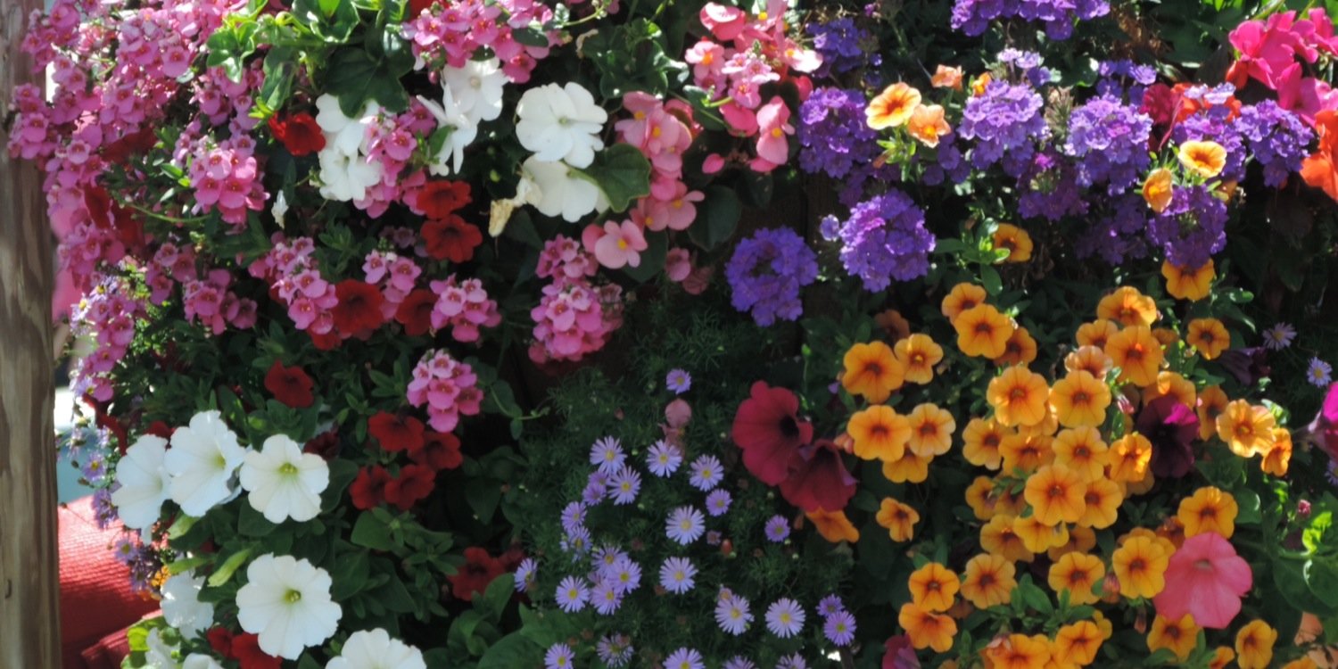 nancydisanto's profile banner image