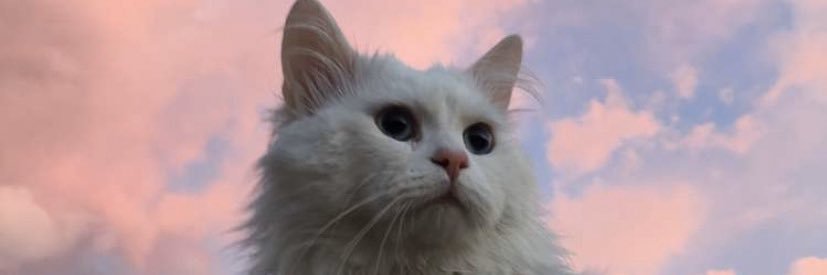 mmufty96's profile banner image
