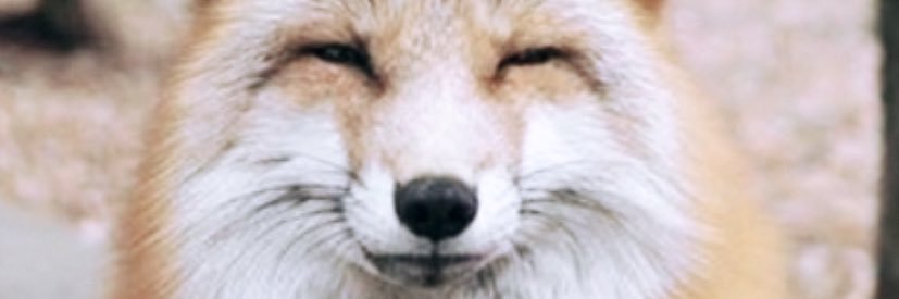 prodyzaya's profile banner image