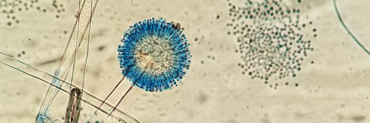 Esther Babady, PhD banner