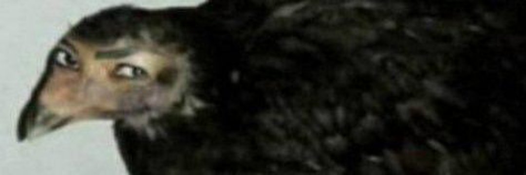 cowboy matt 𐚁 banner