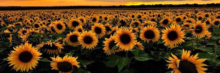 k8iejohnson's profile banner image