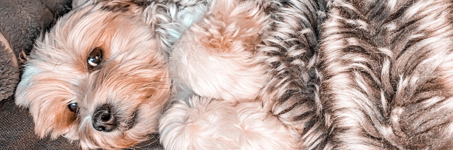 devonalyssa's profile banner image