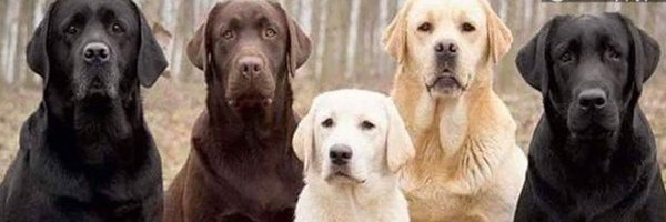 TrumpluvsObama Profile Banner