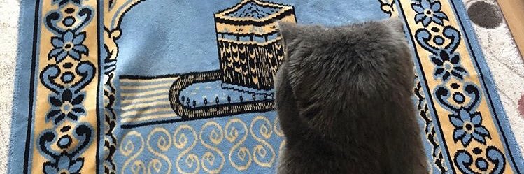 meherinmn's profile banner image