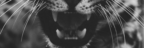 fluffball171's profile banner image